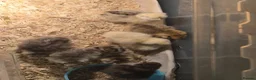Chickens poultry for sale: Silkie chicks  in Manchester - Advert 1