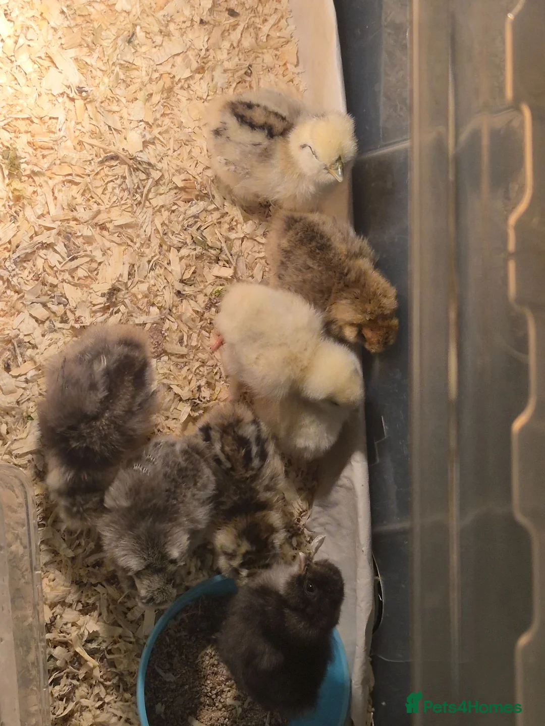 Chickens poultry for sale: Silkie chicks  in Manchester - Advert 1