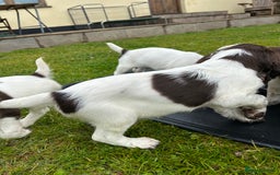 English Springer Spaniel dogs for sale: Working English springer spaniels in Tiverton - Image 10