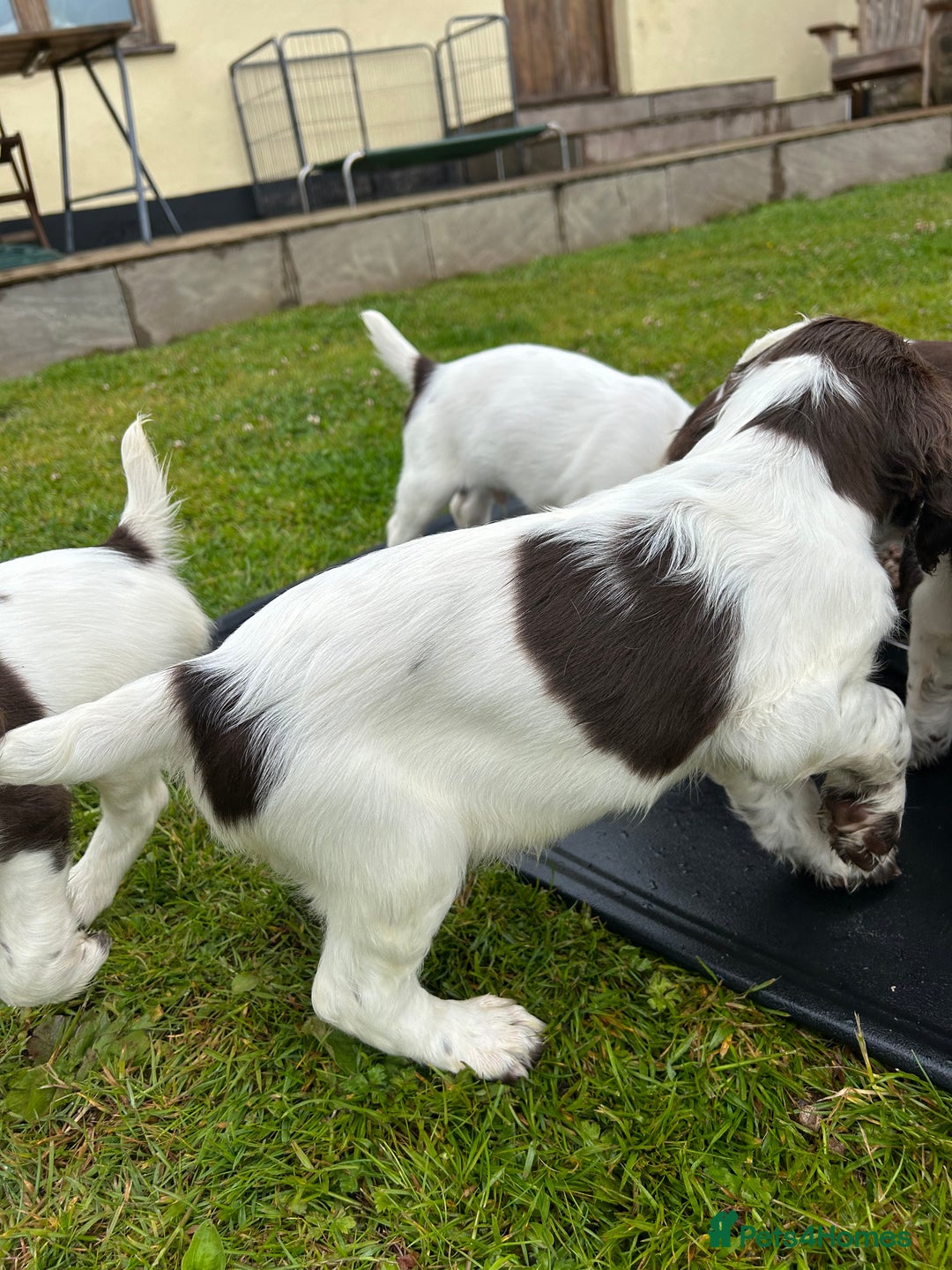 English Springer Spaniel dogs for sale: Working English springer spaniels in Tiverton - Image 10