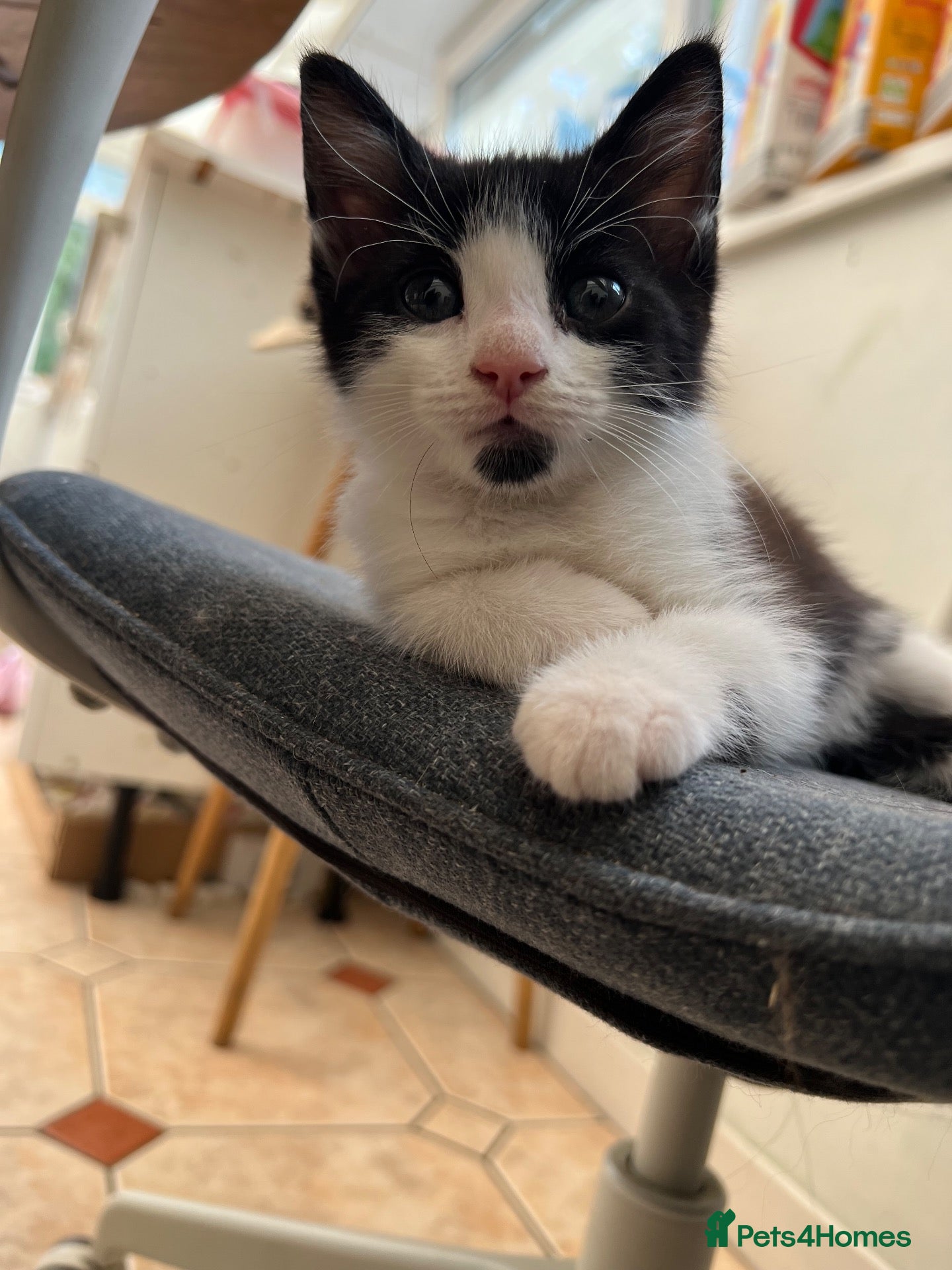 Mixed Breed cats domestic shorthair tuxedo boy - Advert 1