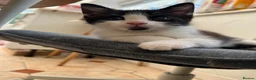 Mixed Breed cats for sale: domestic shorthair tuxedo boy in Cardiff - Advert 1
