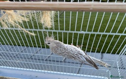 Cockatiels birds for sale: Pair of cockatiels with cage  - Image 8