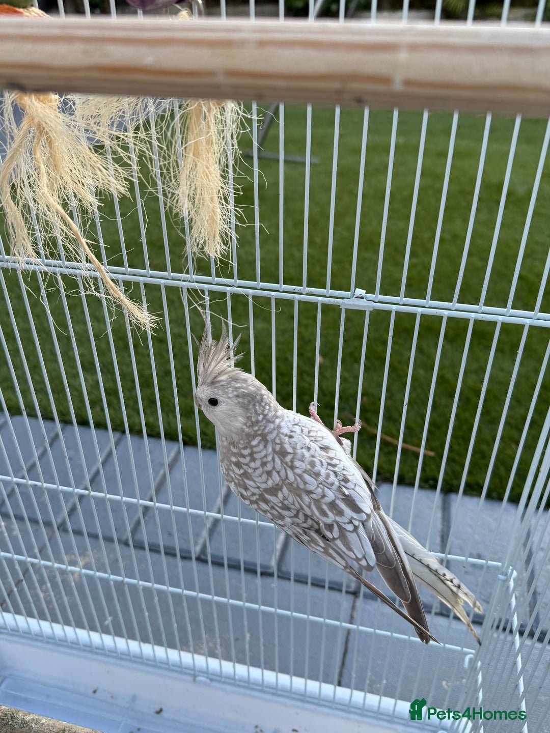 Cockatiels birds for sale: Pair of cockatiels with cage  - Image 8