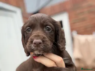 Cocker Spaniel dogs Cocker spaniel puppy’s - Advert 1