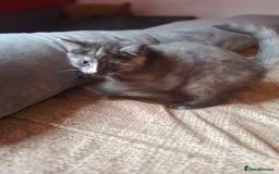 Mixed Breed cats for sale: Two female kittens - Image 1