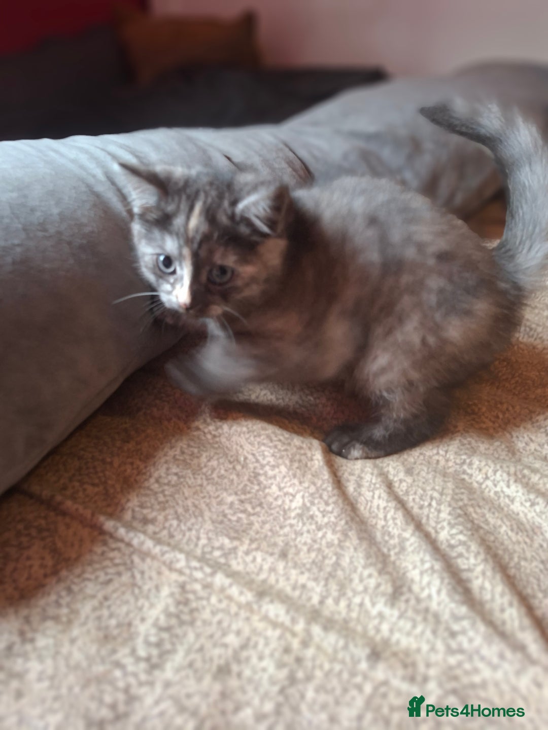 Mixed Breed cats for sale: Two female kittens - Image 1