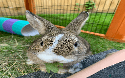 Netherland Dwarf rabbits for sale: Bonded pair of Netherlands Dwarfs - Image 5