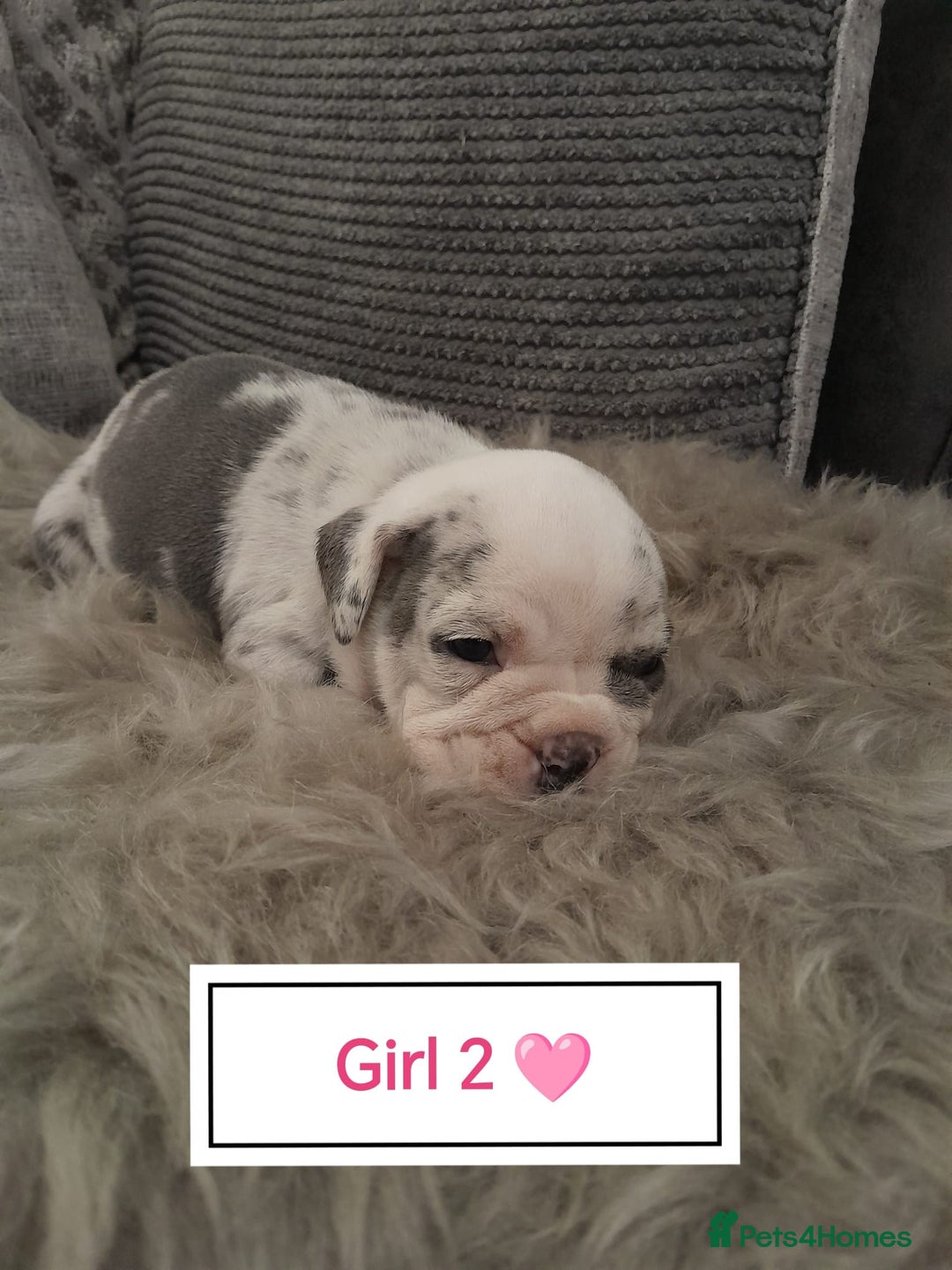Mixed Breed dogs for sale: 🐾🐶Stunning New English Bulldog Puppies🐶🐾 - Advert 5