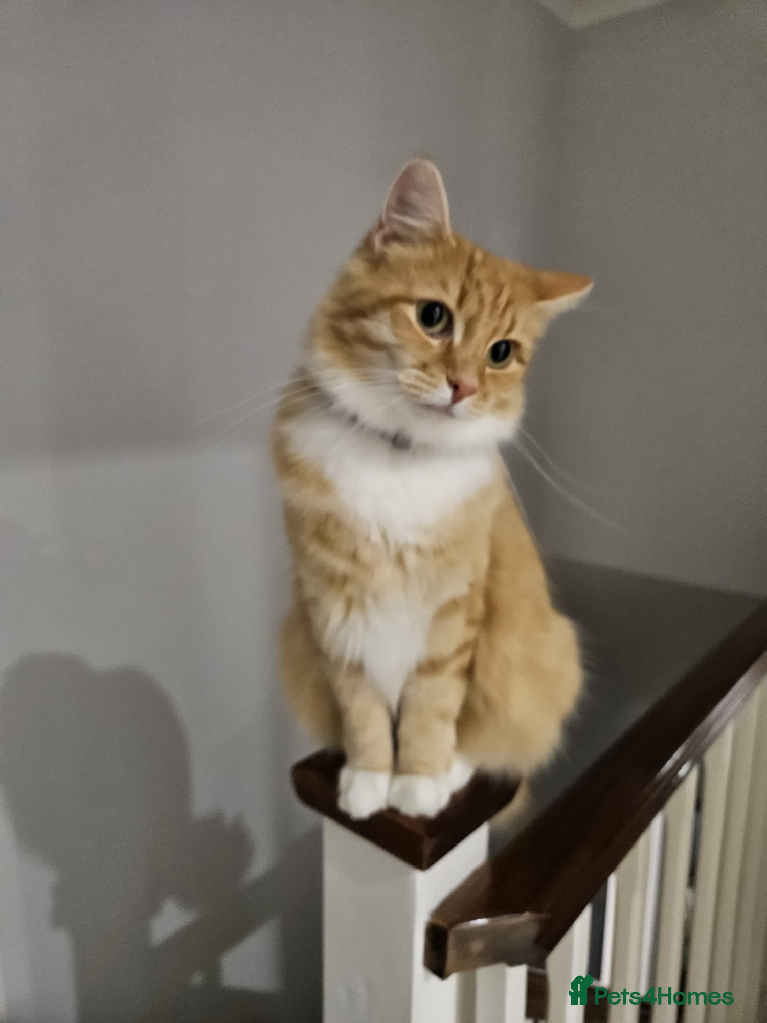 Mixed Breed cats Adorable ginger kitten - Advert 1
