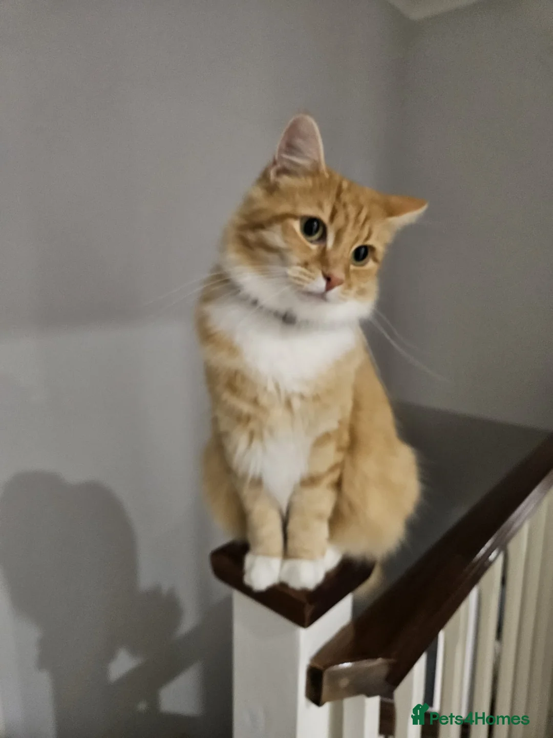 Mixed Breed cats for sale: Adorable ginger kitten - Advert 2