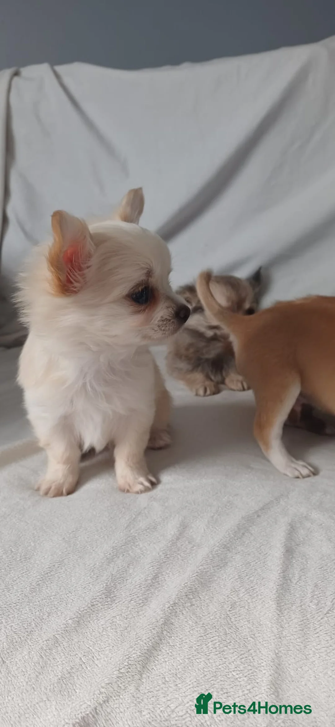 Chihuahua dogs for sale: 4 gorgeous chihuahua puppies  - Advert 2