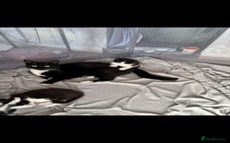 Domestic Shorthair cats for sale: Luna Kitten - Image 3