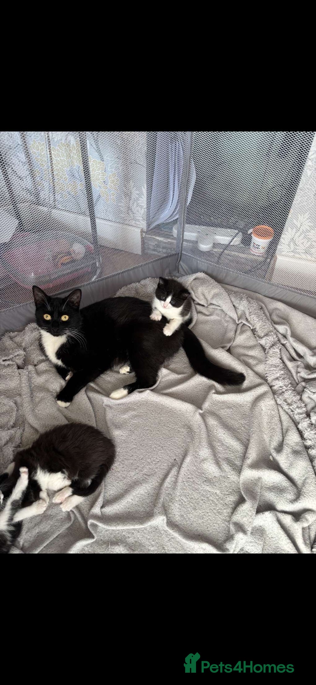 Domestic Shorthair cats for sale: Luna Kitten - Image 3