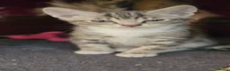 Mixed Breed cats for sale: Kitten For Sale - Advert 2