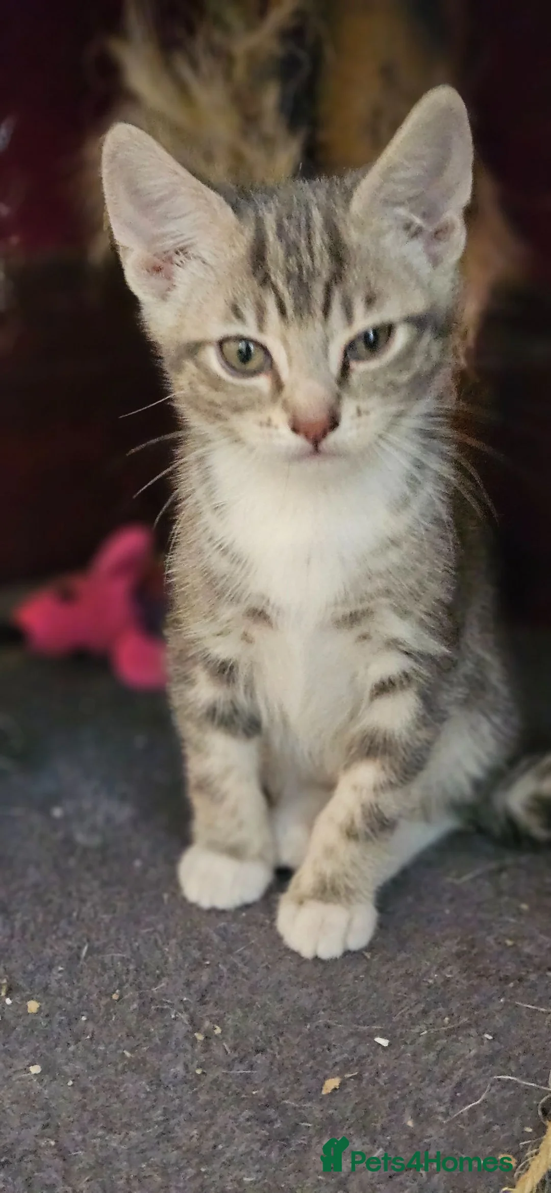 Mixed Breed cats for sale: Kitten For Sale - Advert 2