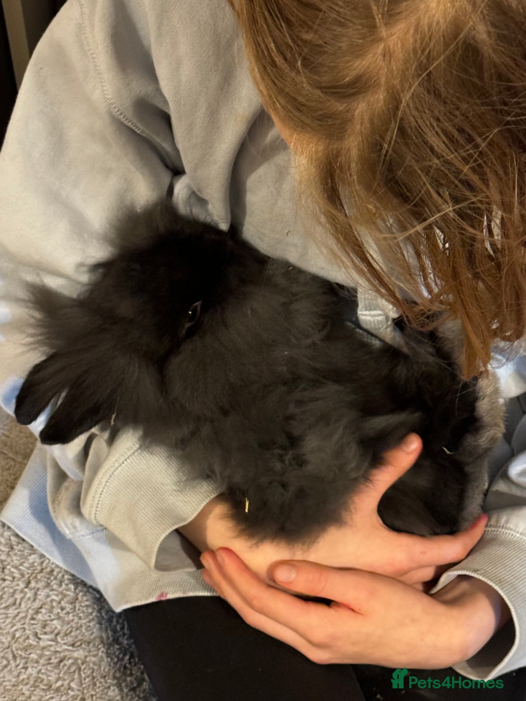 Mini Lion Lop rabbits for sale: 🩷🩵 Mini LionLops 🩵🩷 2 Available 🩷🩵 - Advert 3