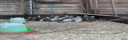Guinea Fowl poultry for sale: Mixed Guinea fowl in Leamington Spa - Advert 1