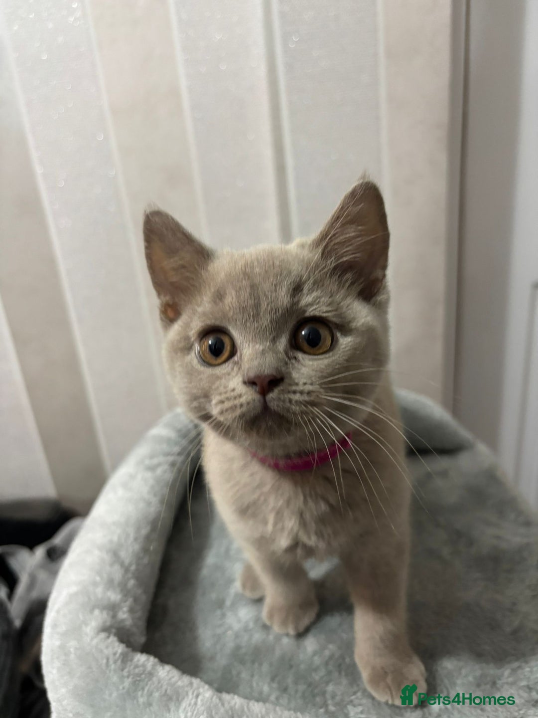 British Shorthair cats for sale: Stunning chunky British shorthair kittens GCCF Reg - Image 32