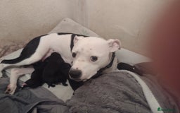 Mixed Breed dogs for sale: Staffy x puppies  - Image 9