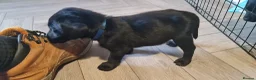 Labrador Retriever dogs for sale: Labrador Puppies *** Last Boy Left Ready to Go*** - Advert 11