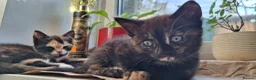 Mixed Breed cats for sale: Adorable kittens looking for loving homes - Advert 2