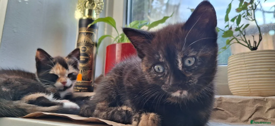 Mixed Breed cats for sale: Adorable kittens looking for loving homes - Advert 2