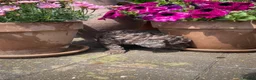 Cockapoo dogs for sale: Beautiful Litter of F1B Cockapoos🐶 - Advert 8