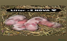 Rex rabbits for sale: 10X Mini lop x Rex babies Nova & Fendi 🧡🤍 - Image 5