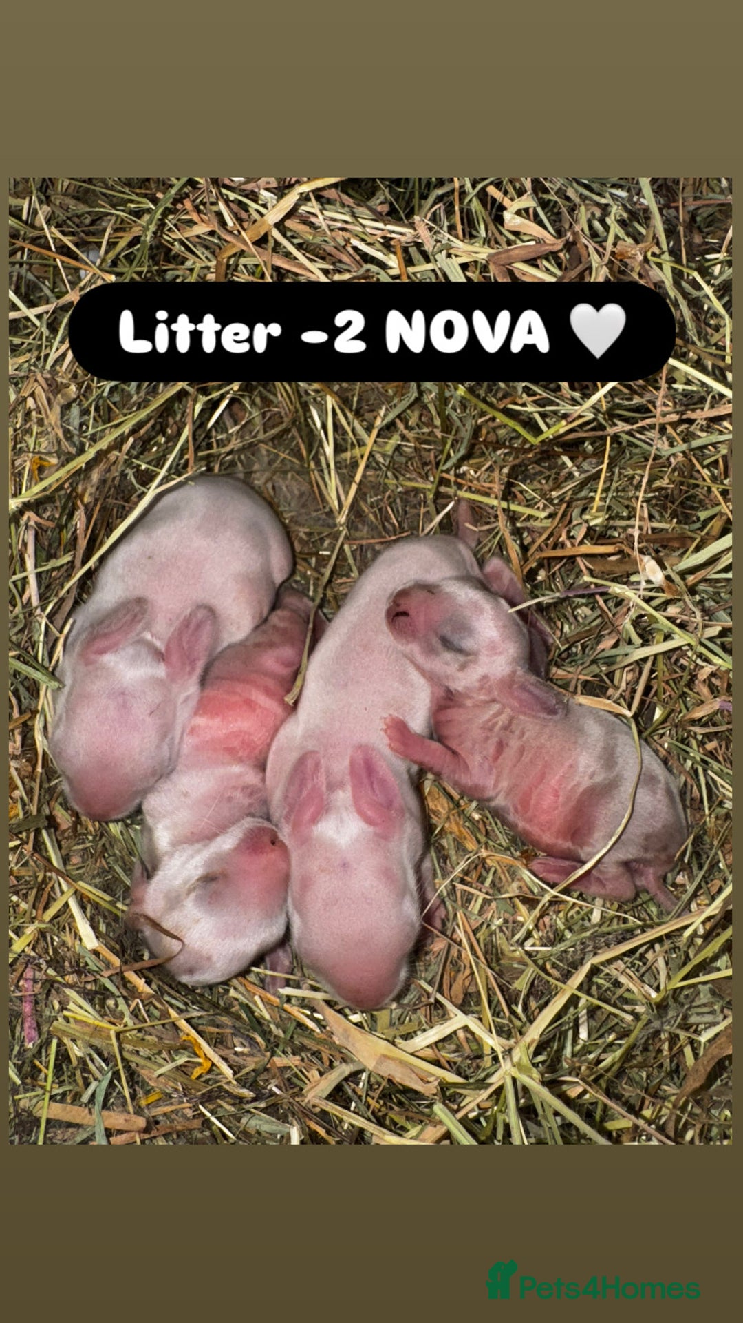 Rex rabbits for sale: 10X Mini lop x Rex babies Nova & Fendi 🧡🤍 - Image 5