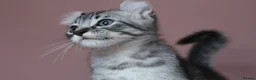 American Curl cats for sale: Pure American curl kittens  - Advert 3