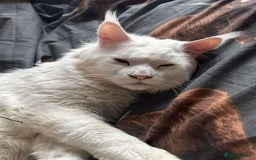 Maine Coon cats for sale: Amazing maine coon intact male - Image 1