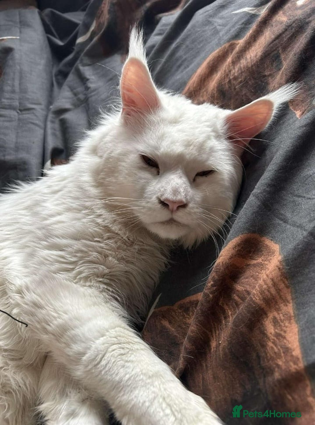 Maine Coon cats for sale: Amazing maine coon intact male - Image 1