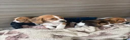 Beagle dogs for sale: Beagle puppy’s  in Doncaster - Advert 6