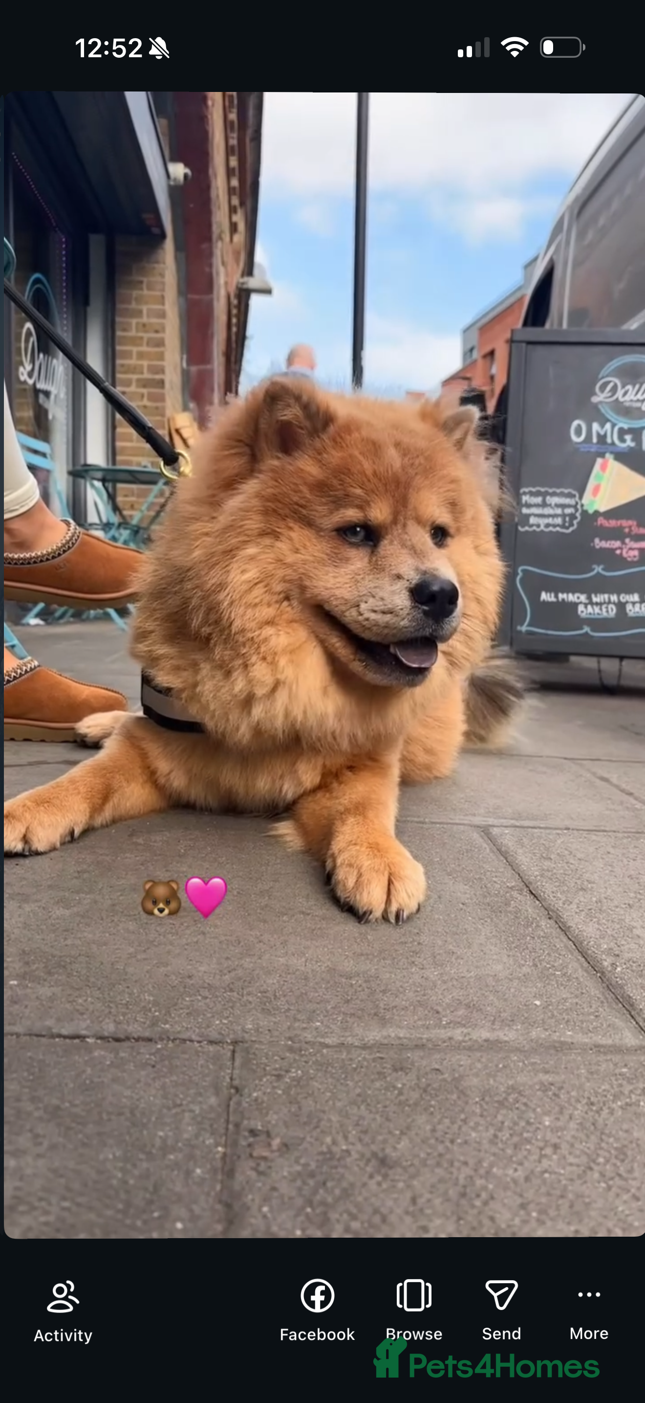 Chow Chow dogs Luna - Chow Chow - Advert 1