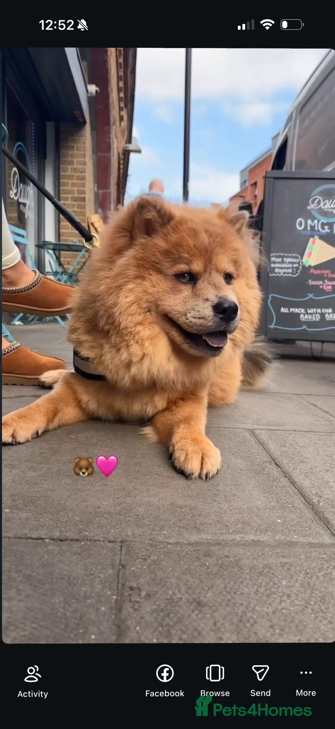 Chow Chow dogs for sale: Luna - Chow Chow - Advert 1