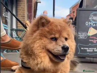 Chow Chow dogs Luna - Chow Chow - Advert 1