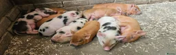 Pig livestock for sale: Adorable Mini Pigs: Spotted & Ginger, M&F in Birmingham - Advert 4