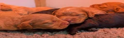 Cockapoo dogs for sale: F1 Miniature Cockapoo Pups, Health Tested Parents - Advert 6