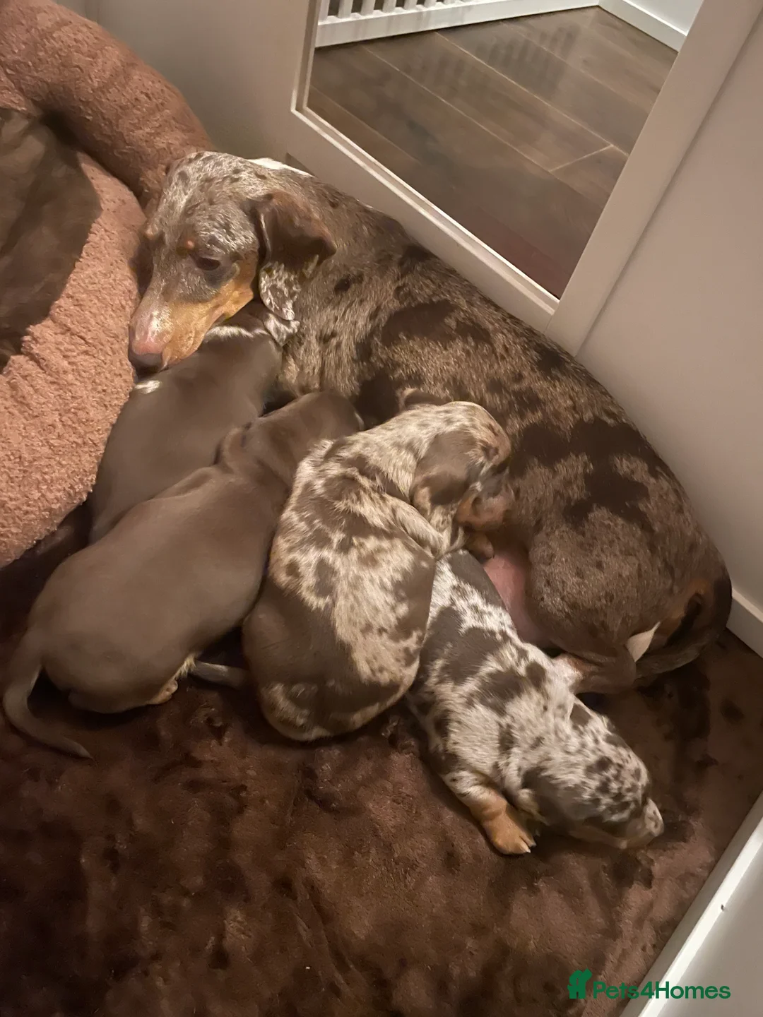 Miniature Dachshund dogs for sale: Miniature dapple piebald puppies - Advert 1