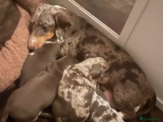 Miniature Dachshund dogs Miniature dapple piebald puppies - Advert 2