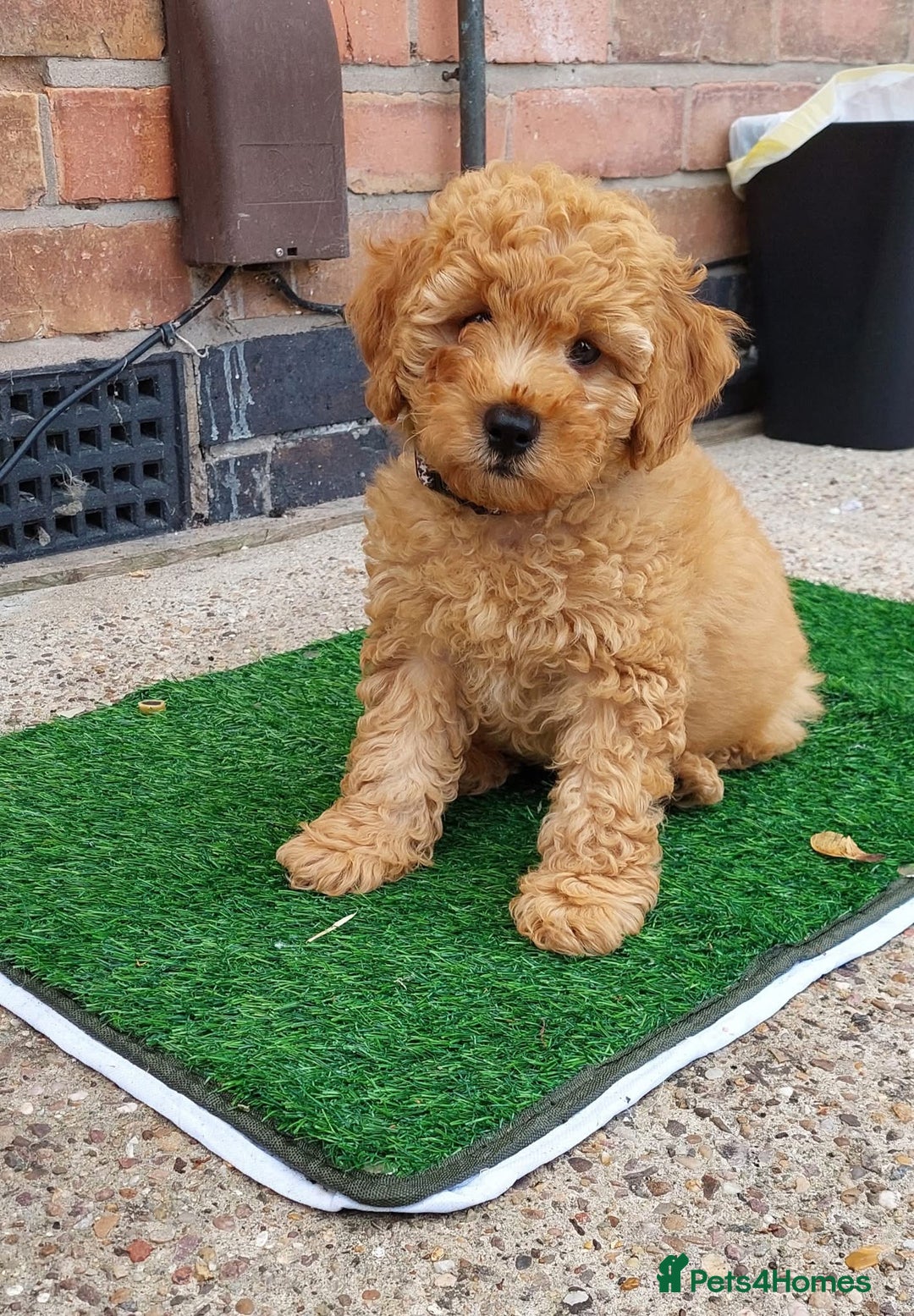 Cavachon dogs for sale: Cavapoochon Boy 16 wks old - Image 3