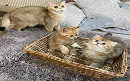 British Shorthair cats for sale: Lovely Golden BSh/BLh kittens/ 2 girls/ 💝 - Image 5