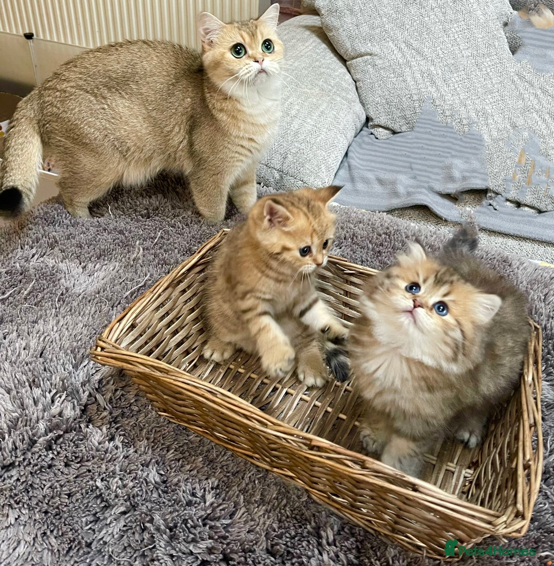 British Shorthair cats for sale: Lovely Golden BSh/BLh kittens/ 2 girls/ 💝 - Image 5
