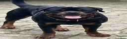 Rottweiler dogs for sale: Male Rottweiler Pup - Advert 2
