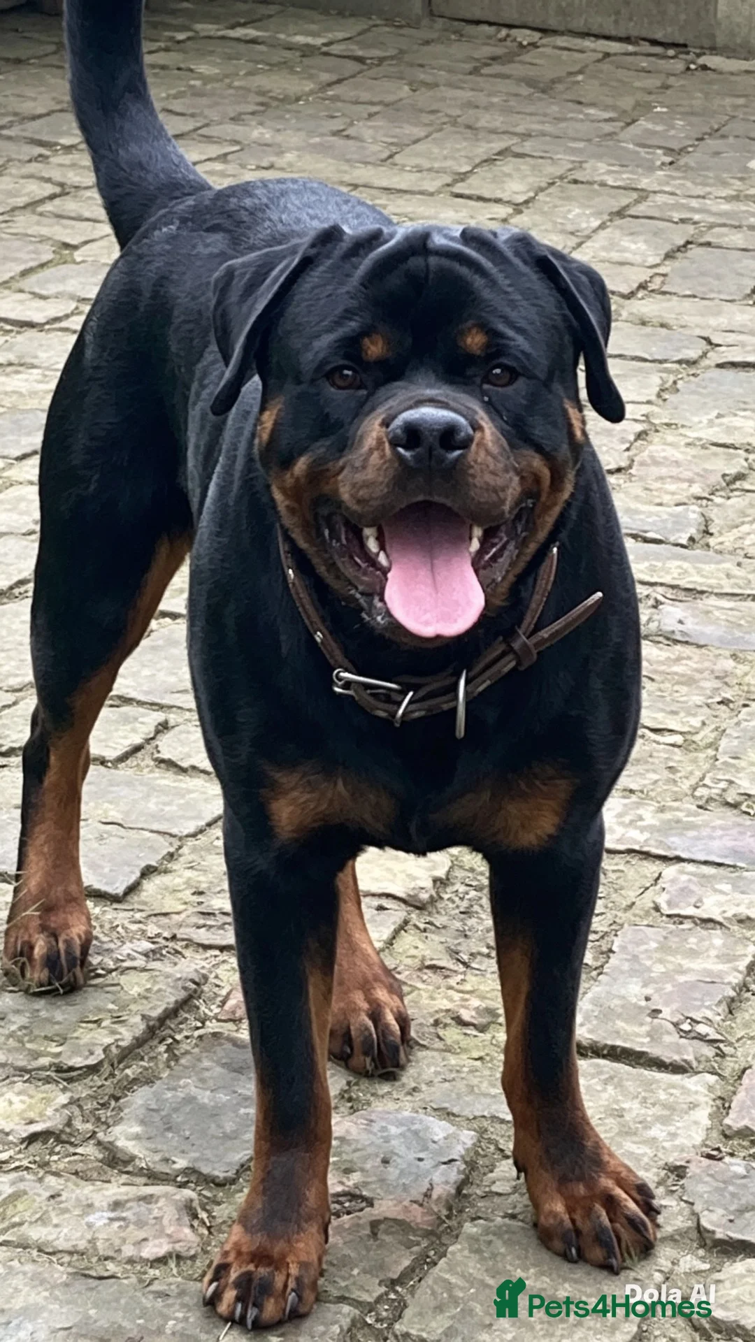 Rottweiler dogs for sale: Male Rottweiler Pup - Advert 2