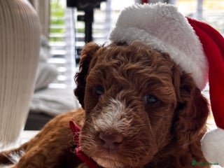 Labradoodle dogs Priemium Multigen Labradoodle Puppies - Advert 13