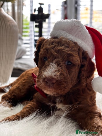 Labradoodle dogs Priemium Multigen Labradoodle Puppies - Advert 5