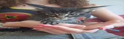 Maine Coon cats for sale: Black smoked PANTHERS!! 😍 - Advert 12