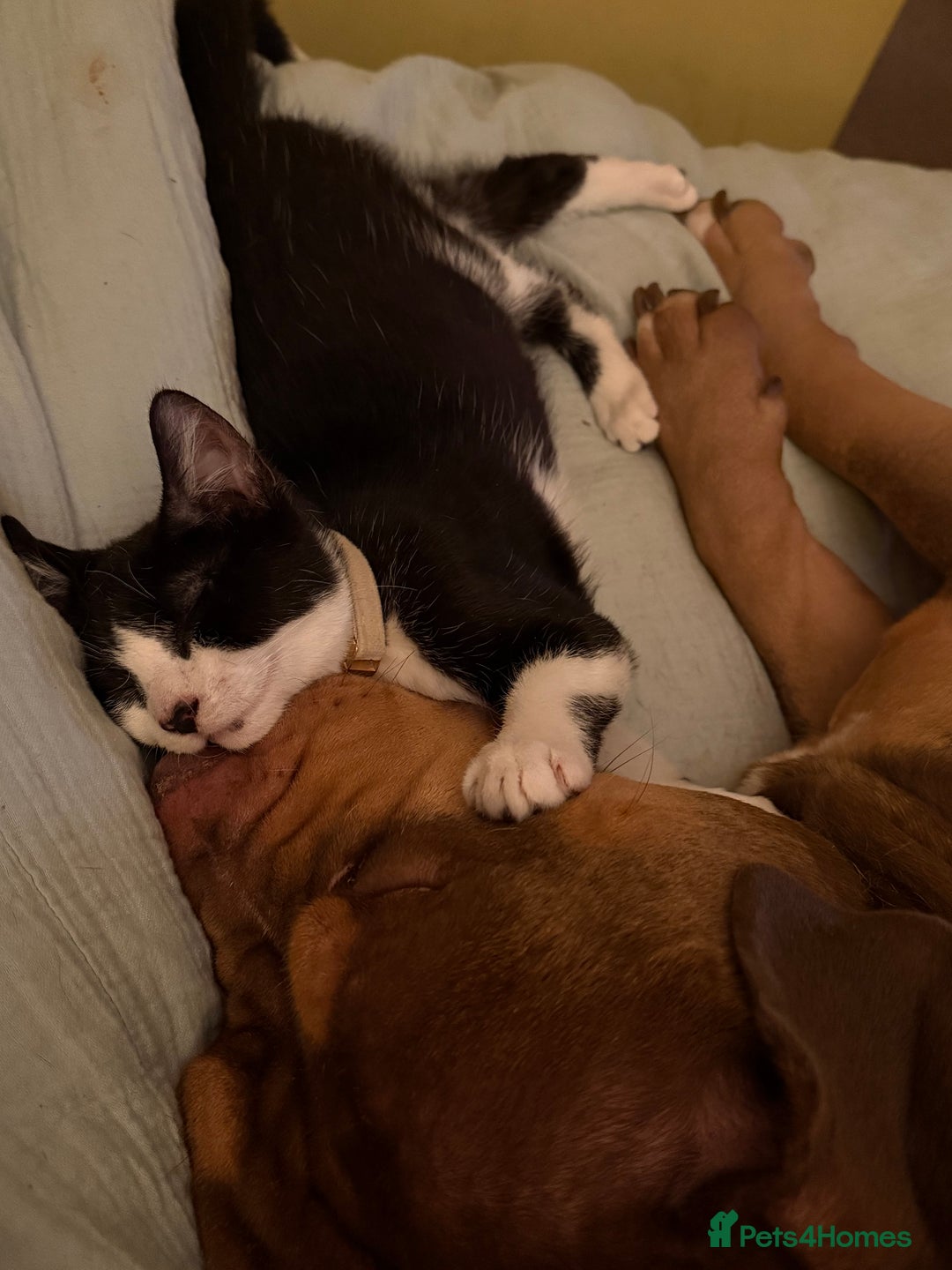 Mixed Breed cats for sale: 2 beautiful kittens  - Advert 6